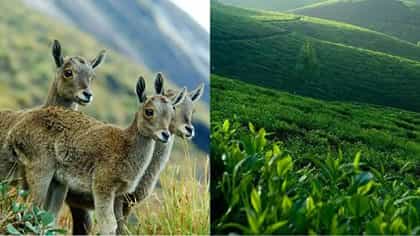 वन्यजीव प्रेमींसाठी जगातील 6 खास राष्ट्रीय उद्याने; भारतातील 2 ठिकाण...