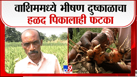 वाशिममध्ये दुष्काळाचा कहर! पाण्याअभावी हळदीचे पीक वाळले, शेतकरी हतबल