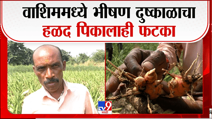 वाशिममध्ये दुष्काळाचा कहर! पाण्याअभावी हळदीचे पीक वाळले, शेतकरी...-1783921