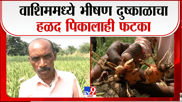 वाशिममध्ये दुष्काळाचा कहर! पाण्याअभावी हळदीचे पीक वाळले, शेतकरी हतबल
